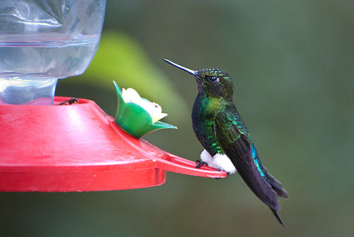 Glowing puffleg